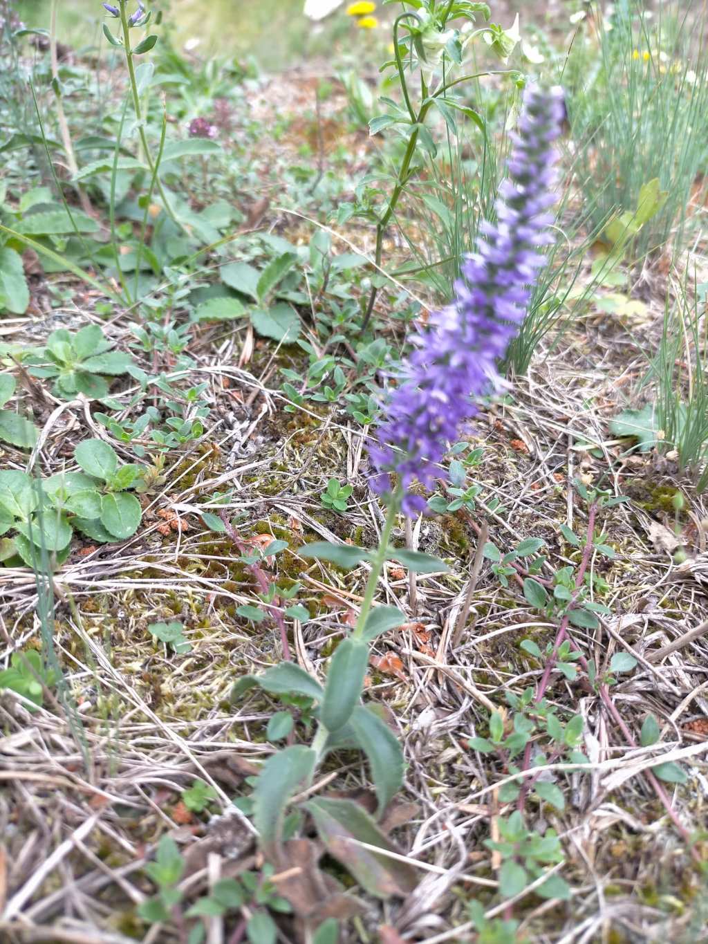 quale Veronica?  Veronica spicata